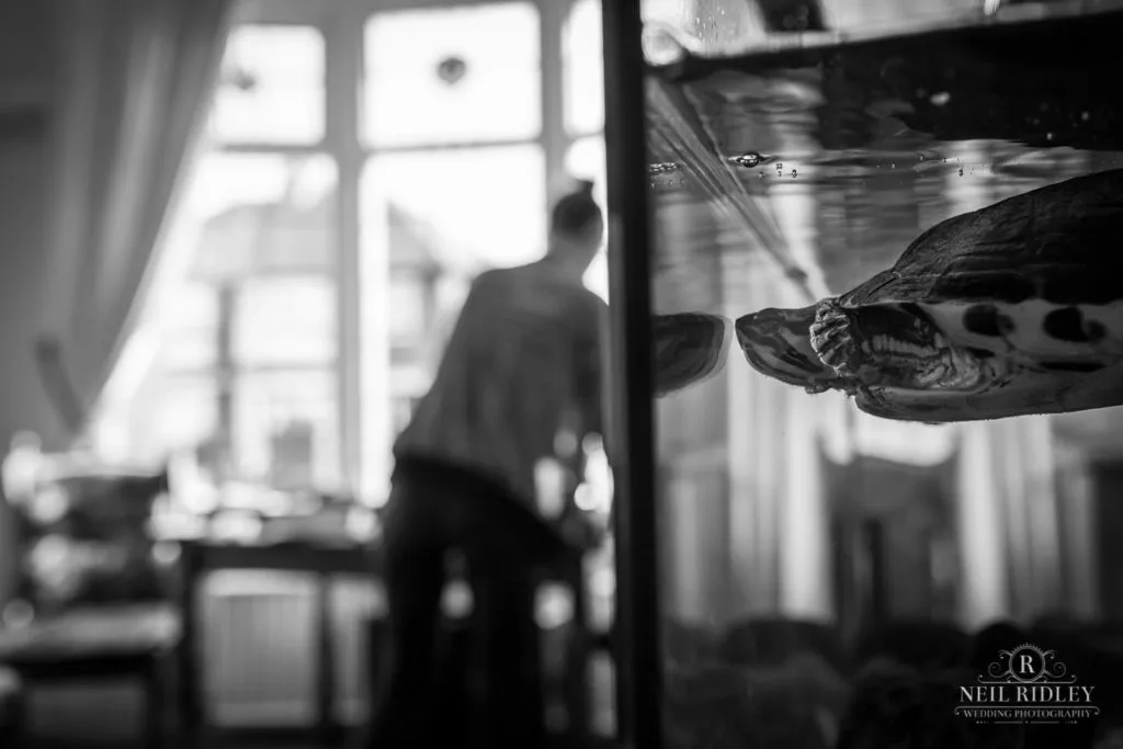 Turtle in a tank watching Bridal Prep